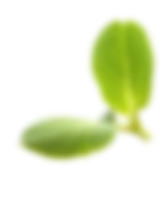 leaf1
