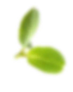 leaf2